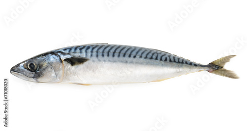 mackerel fish isolated photo