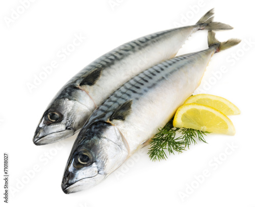 mackerel fish isolated