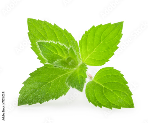 mint leaves isolated