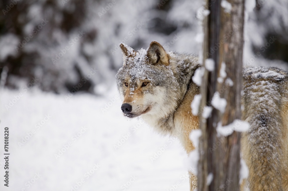 Lone Wolf In Snow Lone Wolf In Snow