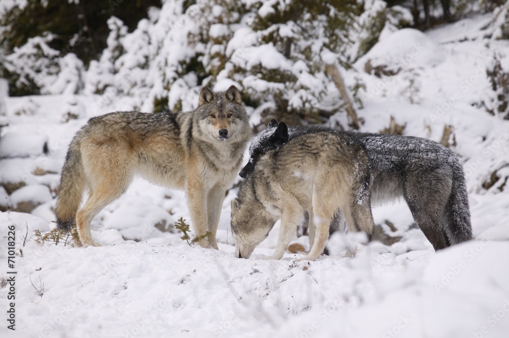 Three Wolves In The Snow