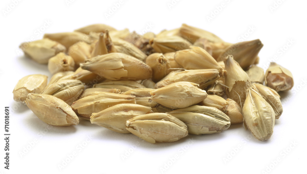Humulus lupulus Lúpulo Luppolo Hop Echter Hopfen 蛇麻 Humulus lupulus Lúpulo Luppolo Hop Echter Hopfen 蛇麻