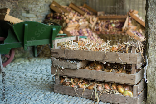 Variety of organic farm fresh onions in wooden box © marcin jucha