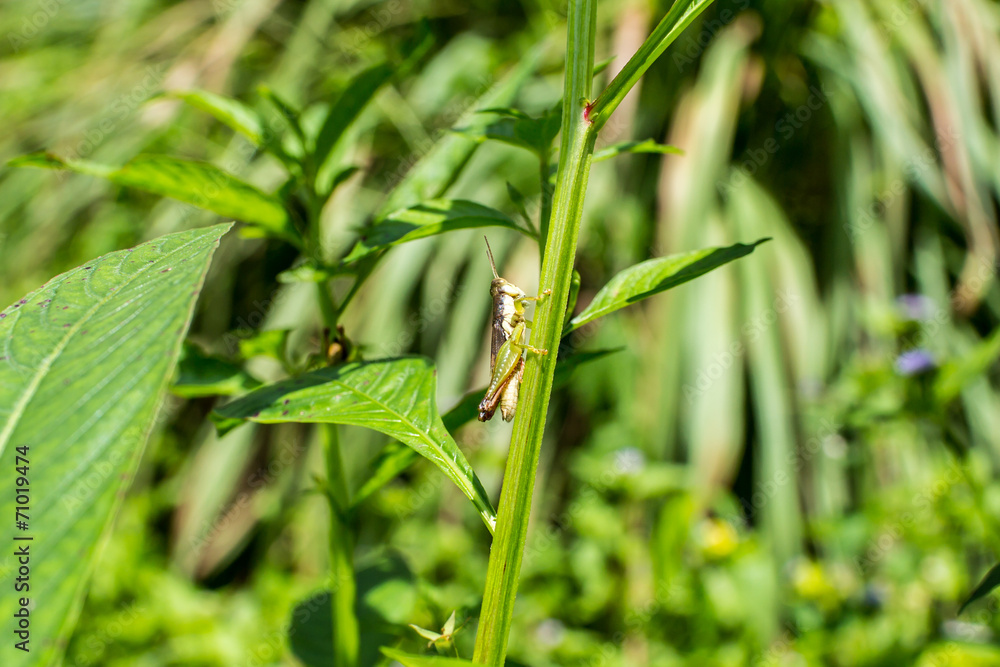 Grasshopper holding on green plant. Grasshopper holding on green plant.
