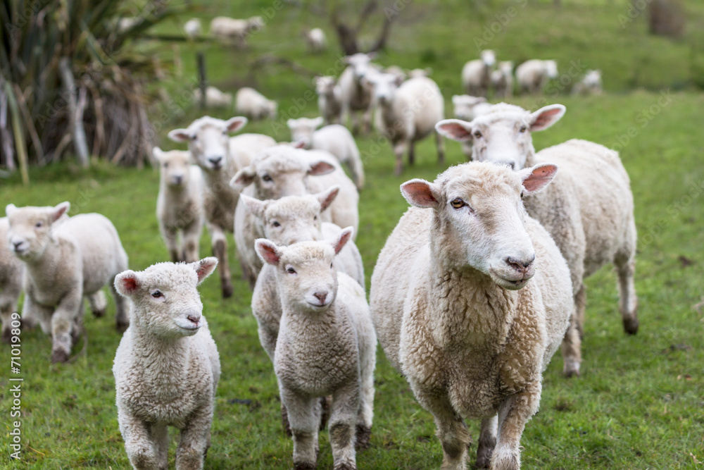 Lambs and Sheep Lambs and Sheep