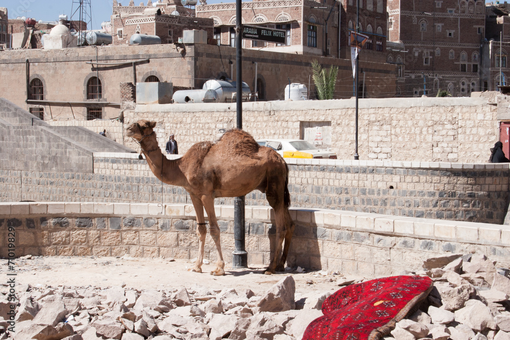 Naklejka premium Camel tied up in old town Sanaa, Yemen
