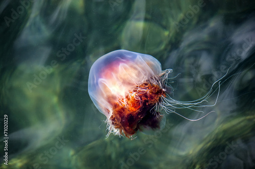 Принти на полотні Jellyfish, Seydisfjordur Iceland10