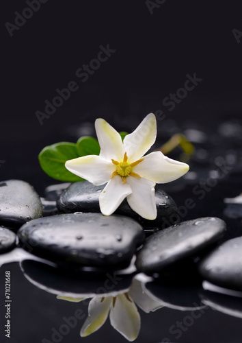 gardenia flower on pebbles    wet background