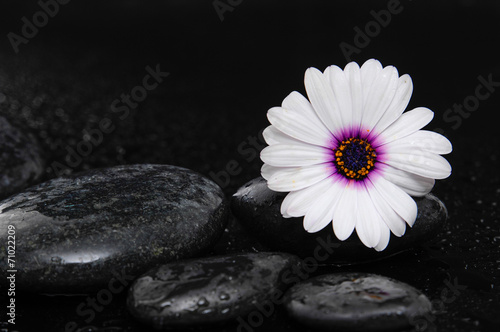 flowering macro of the gerbera with wet black stones