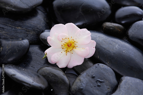 Rose with wet black stones background