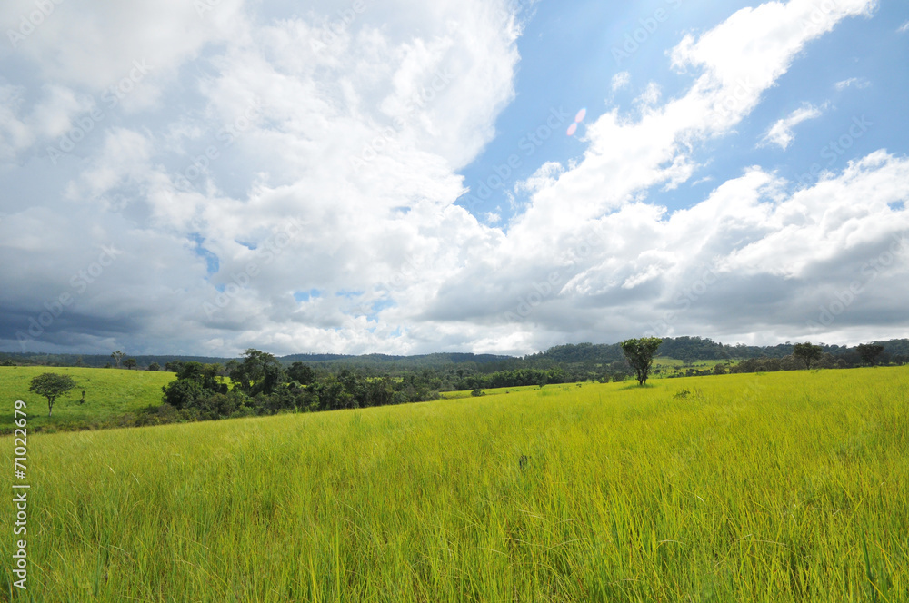 Obraz premium pine forest under deep blue sky in mountain