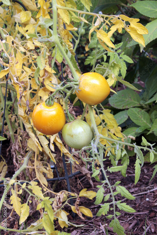 Fall Tomato Harvest