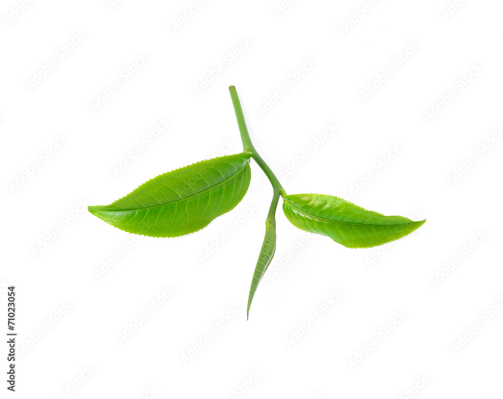 Obraz premium Green tea leaf isolated on white background
