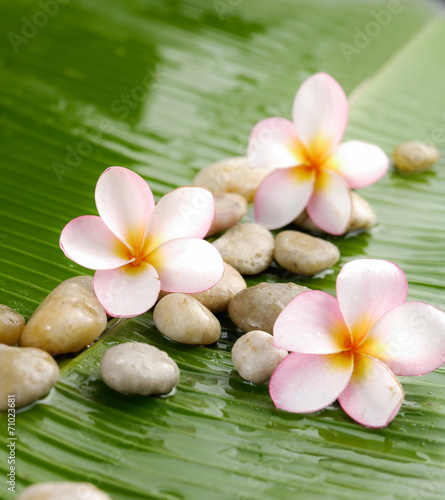 Three frangipani and stones on banana leaf