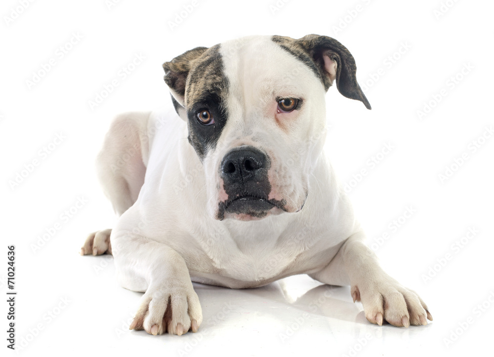 american bulldog american bulldog