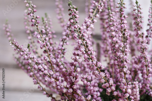 Heather  Calluna vulgaris 