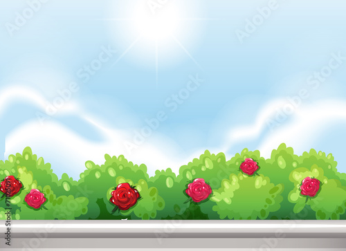 Roses at the park