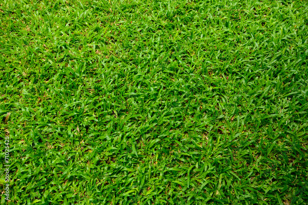 Fresh green grass background Fresh green grass background
