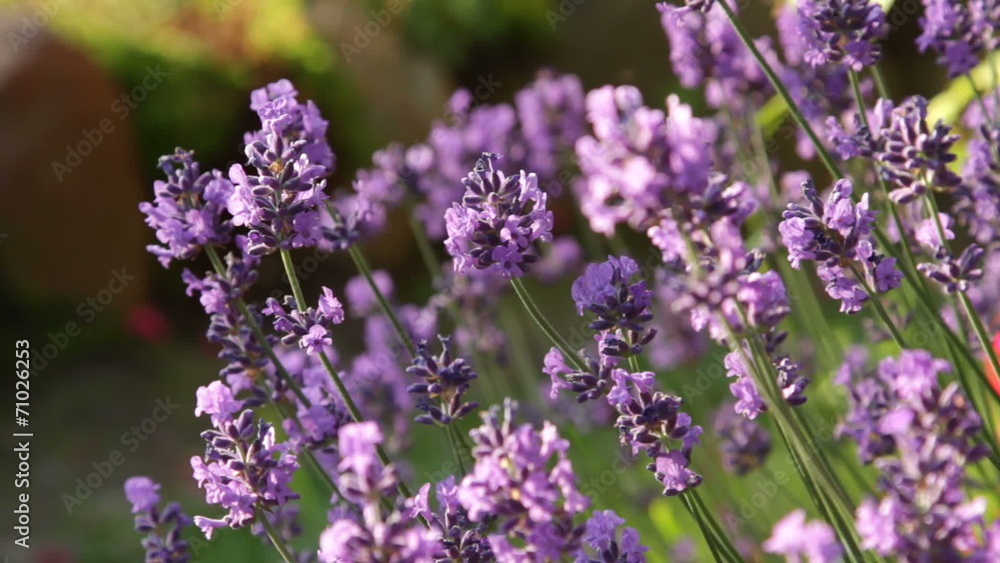 fresh lavender flowers on the wind fresh lavender flowers on the wind
