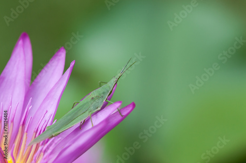 Grasshopper on pink leaf lotus.