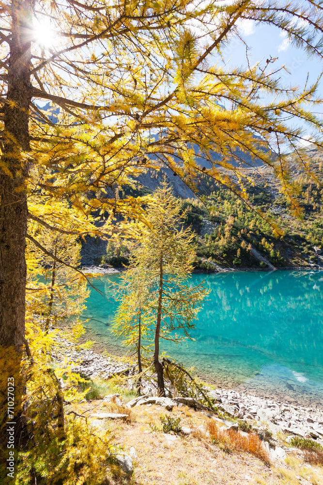lago alpino con larici in autunno