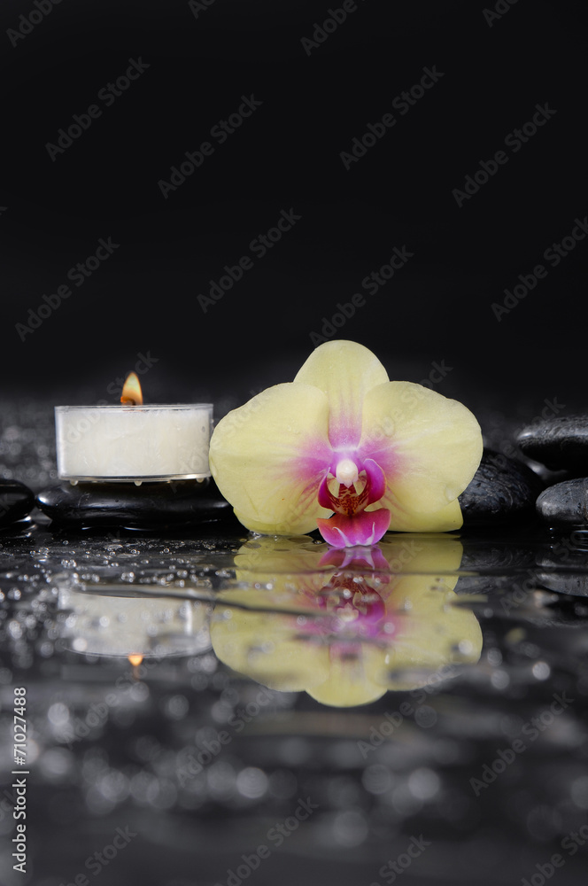 Beautiful orchid with white candle on wet background