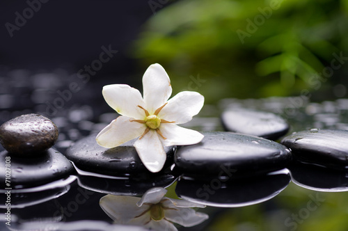 gardenia flower on pebbles with green plant
