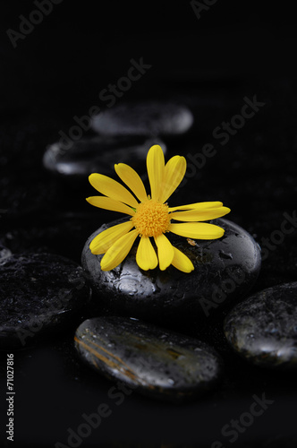 Yellow gerbera flowers on pebbles-wet background