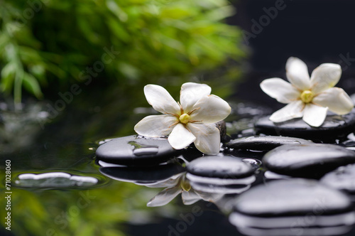 Spa still with gardenia flower and green plant on pebbles