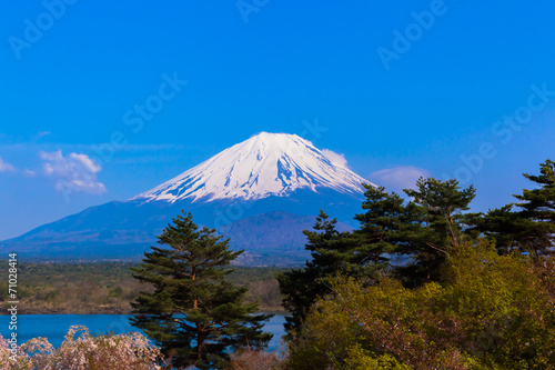 Cherry blossom tree and Mount Fuji