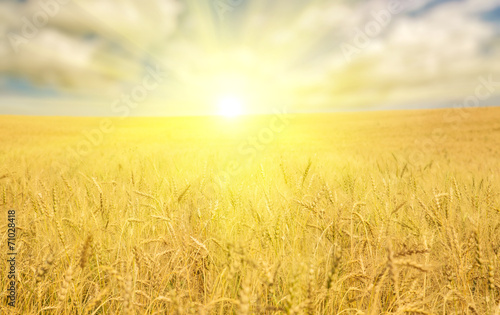 golden wheat sea under bright sun