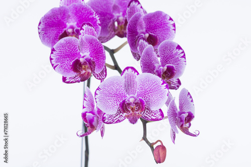 Purple Phalaenopsis Orchids Close-up