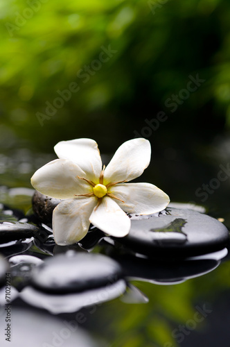 Spa still with gardenia flower on pebbles