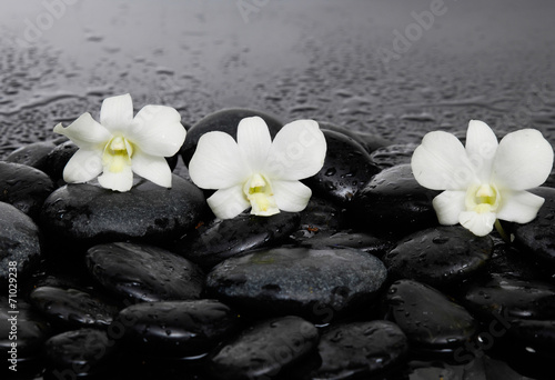 Three white orchid on pebbles –wet background