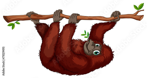 Orangutan