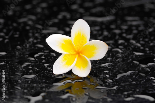 frangipani flower and therapy stones