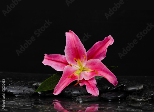 Lying down pink lily with therapy black stones