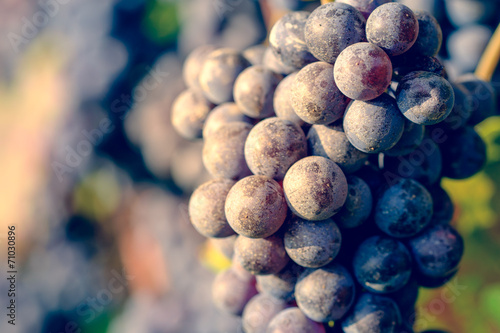 dettaglio di grappolo di uva da vino photo
