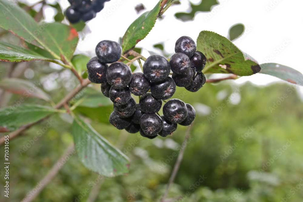Bunch of black chokeberry fruit - Aronia melanocarpa. Bunch of black chokeberry fruit - Aronia melanocarpa.