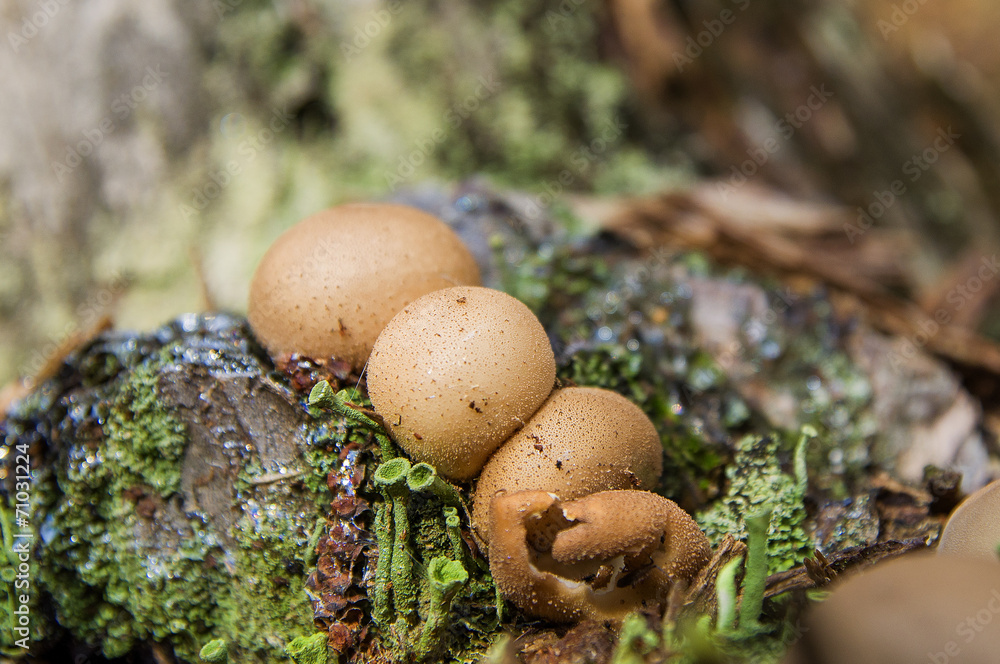 funghi funghi