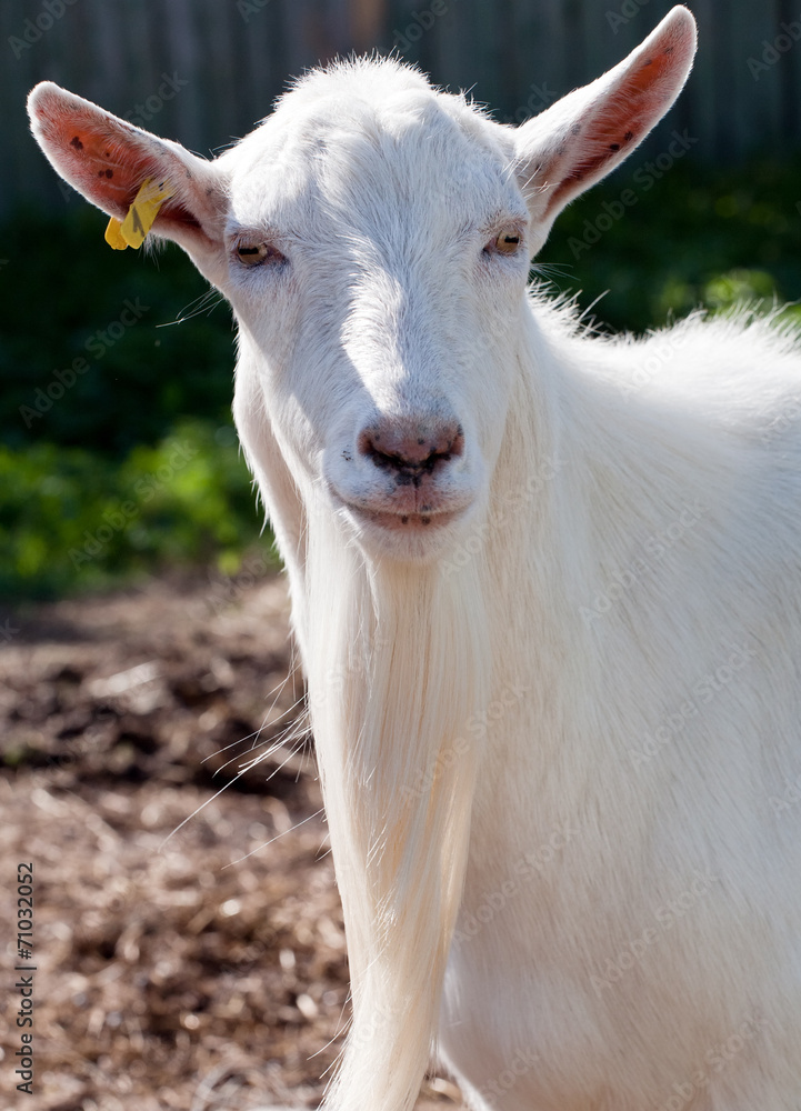 Obraz premium white goat snout