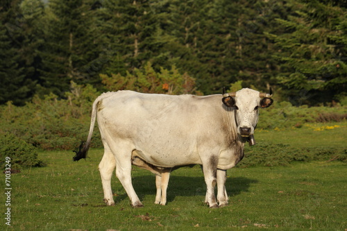 Vache gasconne et veau,Pyrénées © arenysam