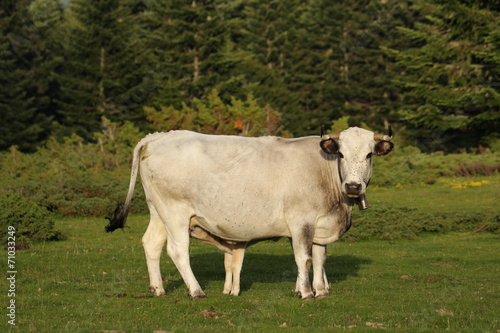 Vache gasconne et veau,Pyrénées