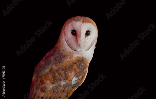 Barn owl perched © WH_Pics