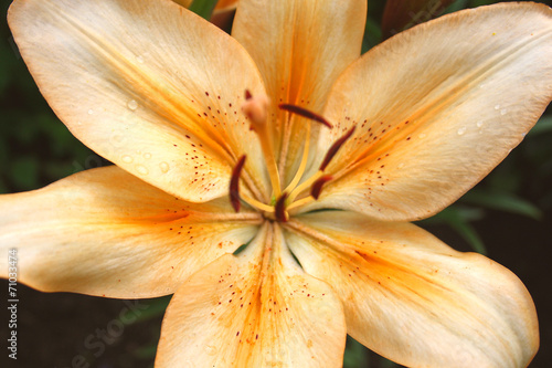 Graceful lily flowers - Lilium