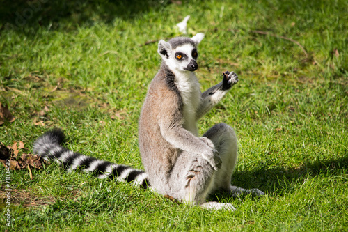 Lemure catta che mangia