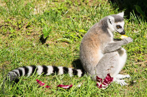 Lemure catta adulto che mangia