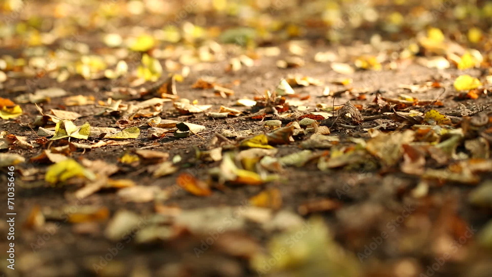 autumn leaves on the ground (dolly shot) autumn leaves on the ground (dolly shot)