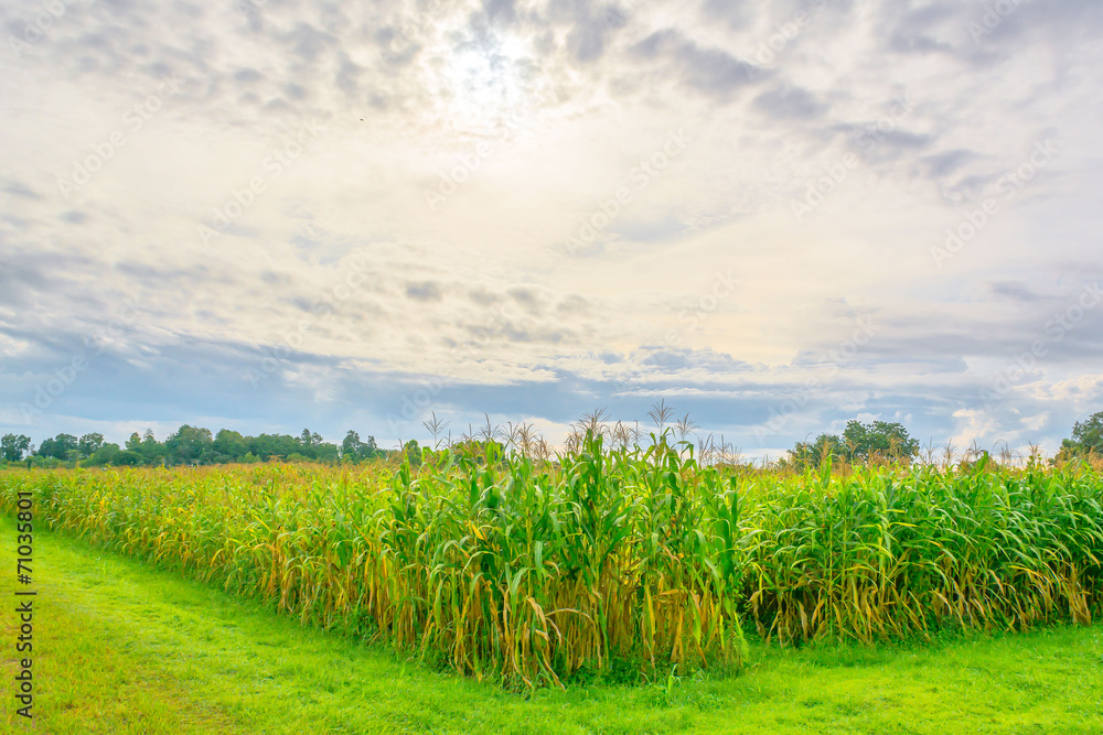 image of corn field and sky in background image of corn field and sky in background