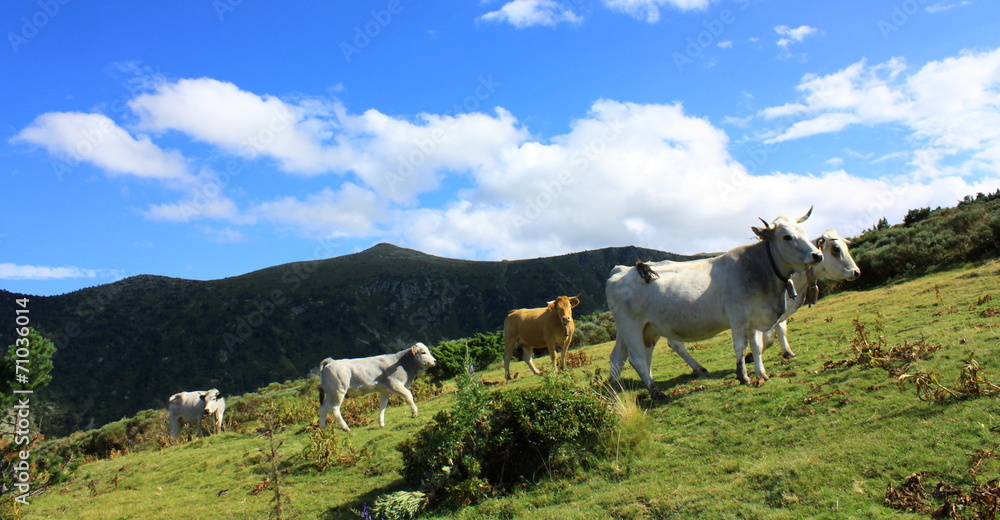 Obraz premium Vaches gasconnes,Pyrénées audoises